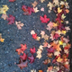 Illustration for article titled Shooting Challenge: Fall Leaves Gallery